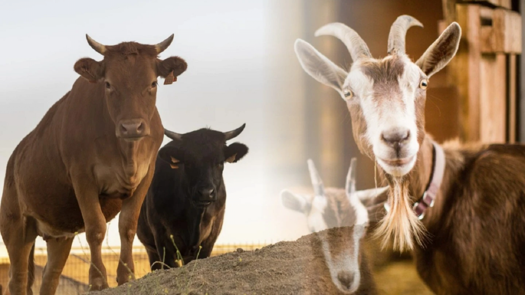 Musinnah Jadi Salah Satu Syarat Hewan Kurban, Ini Artinya!