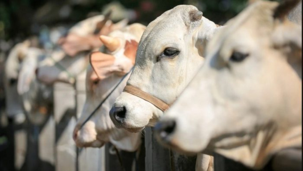 Simak! Ini 3 Larangan dalam Berkurban yang Perlu Diperhatikan Umat Islam