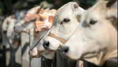 Simak! Ini 3 Larangan dalam Berkurban yang Perlu Diperhatikan Umat Islam