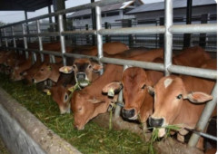 Jelang Iduladha Tak Ada Masalah dengan Hewan Kurban di Sumedang