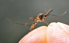 DBD di Sumedang Telan Dua Korban Jiwa